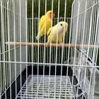 للبيع جوز روز