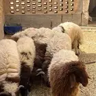 طليان نعيم