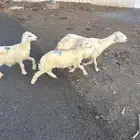 نعجه معه خروفين الموقع الاكحل