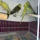 بادجي للبيع