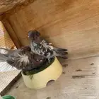 حمام كشكي حامل رديوس شرط انتاج الصحه ممتازه مشالله غرض البي