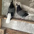 حمام قطيفي