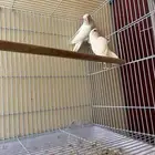 زوج البينو 430