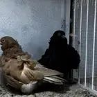 زوج كشكش منتج فرخ 1