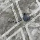 قطع شاص