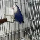 ذكر روز حجم طيب يملي العين