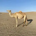 ناقه حره صافيه لقحه