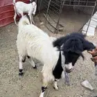 معزا