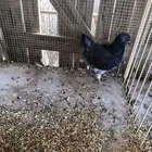 حمام كنق طيب