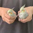 للبيع كروان نورمال العدد 2