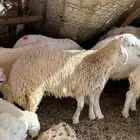 رخله نظيفة حلال شايب للي يبي يذبح