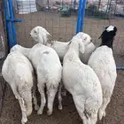 طليان سواكن بيض