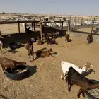 معزا محايليه للبيع