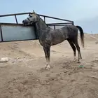 حصان