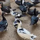 بط بح. ودجاج هجين وبلدي
