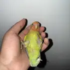 روز