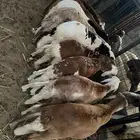 للبيع غنم سواكني مرابي
