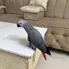 ببغاء كاسكو