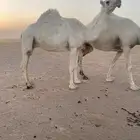 ضروبه وضحا
