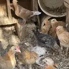 صوص دجاج بلدي