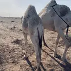للبيع حاشي طيب عمره 5 شهور