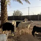 خروفين ورخل