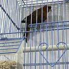 كناري سوري لون احمر ناري حجم طيب