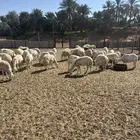 حري مراح واحد