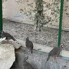 للبيع قهد جوزين