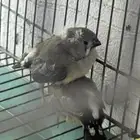 جوز زيبرا هولندي مكس انقلش