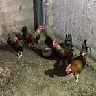 5 ديك عربي تركي كويتي هجين