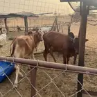 بقر بلادي