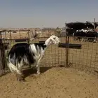 للبيع شاه نجدية صنف