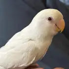البينو روز اليف