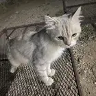 قط للتبني- بارق