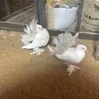 البيع حمام رقصي جوزين فرد