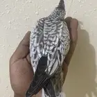 فروخ كروان (تم البيع )