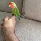 روز ذكر لديه شهادة فحص