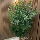 شجرة زيتون ( جديدة )