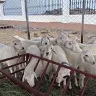 خرفان غنم شهران