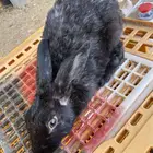 ارنب للبيع
