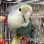 روز أليف علا السوم التواصل واتساب