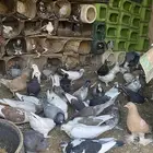 حمام