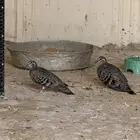 يمام برونز جوز