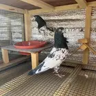 جوز رام تب تب