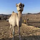حره سنها شاقة