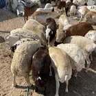 رفيدي ذبايح سمان فل
