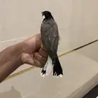 بلبول حساوي