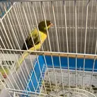 كناري سوري