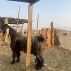 للبيع تيس فحل عارضي صنف الصنف مشروط ضراب ومالطيه